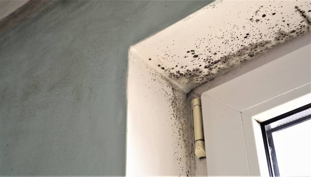 Professional Mold Removal in Steelville, MO