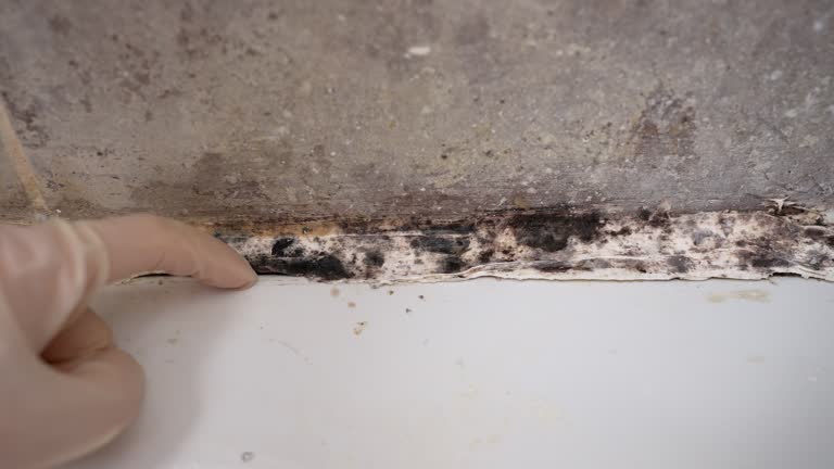Best Environmental Consulting for Mold Prevention  in Steelville, MO